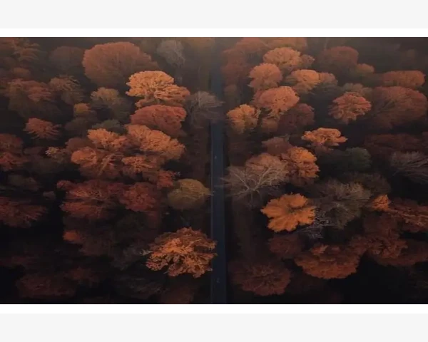 MT4换电脑账户配置迁移完整操作流程